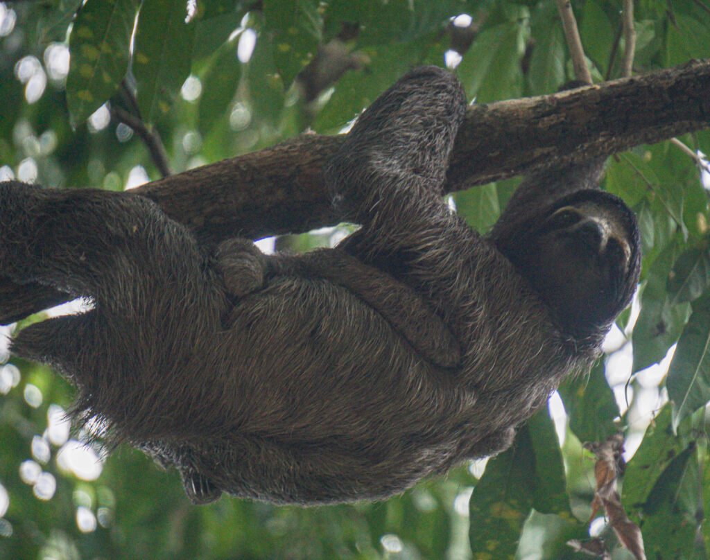 Mother sloth and baby at Cerro Ancon