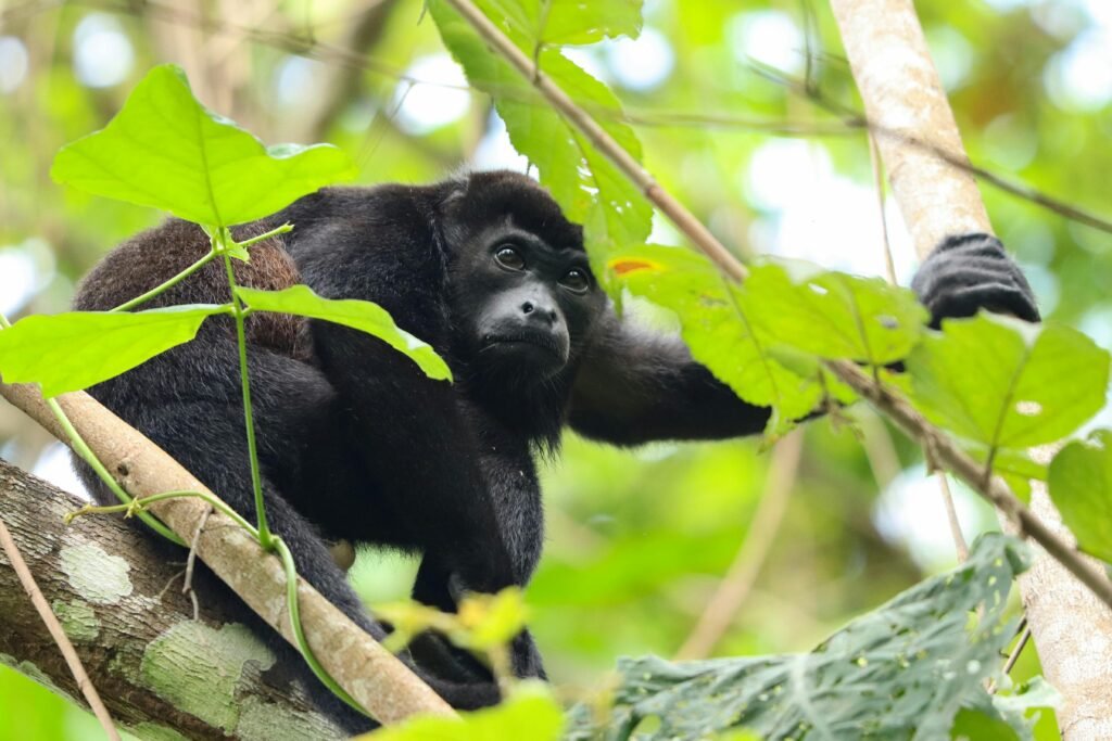 Howler monkey in Panama