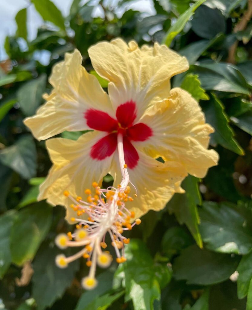 7. Flowers in the streets of Isla Taboga, Panama, Taboga Island