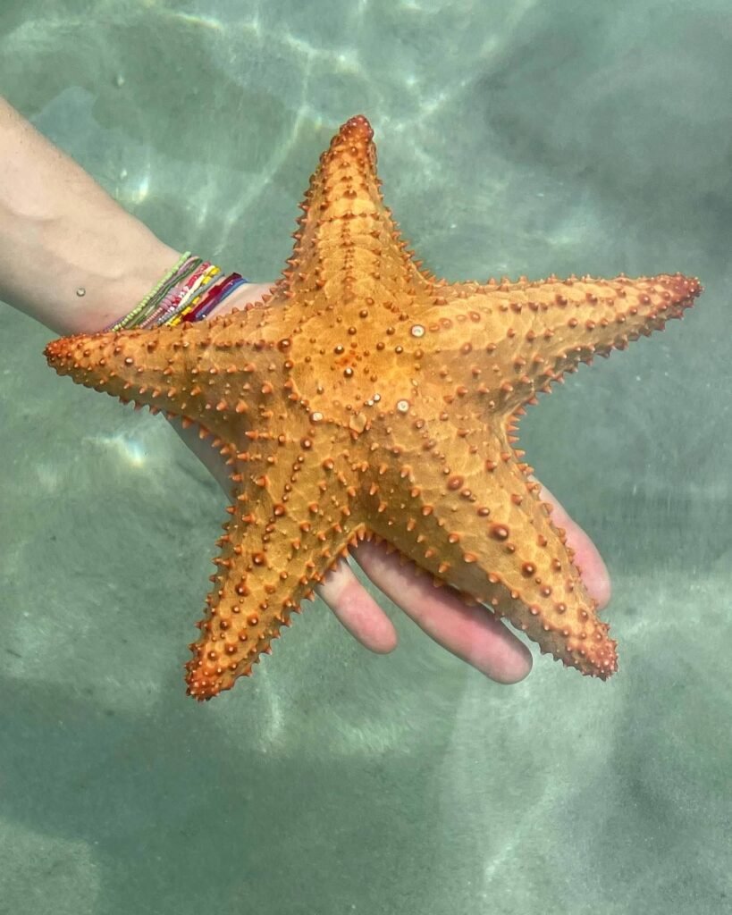 Starfish beach, Bocas del Toro, Panama