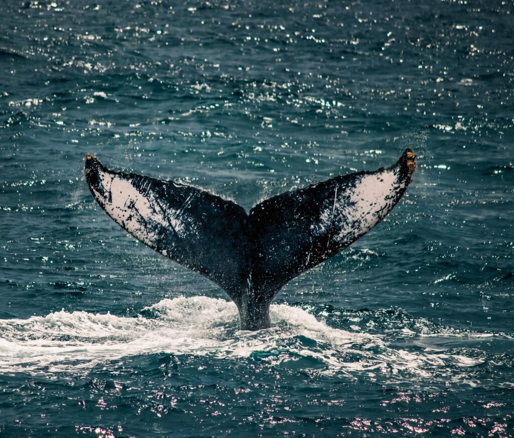 Humpback whale tail