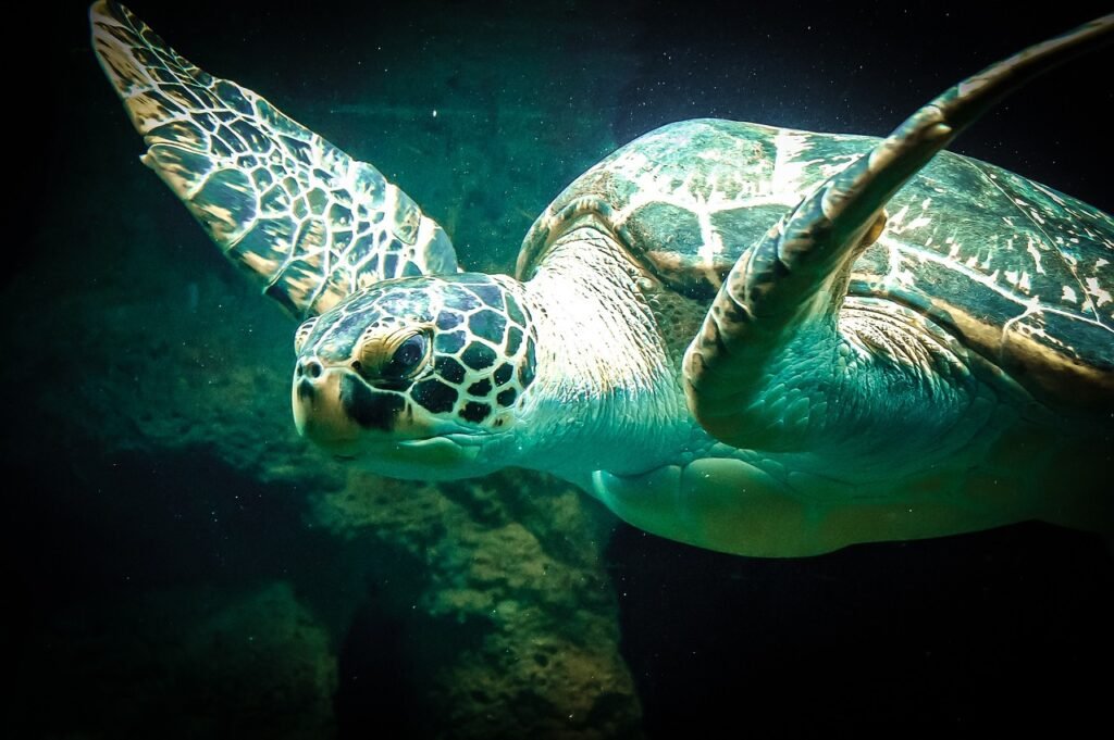 sea turtle, sea, animal-427942.jpg