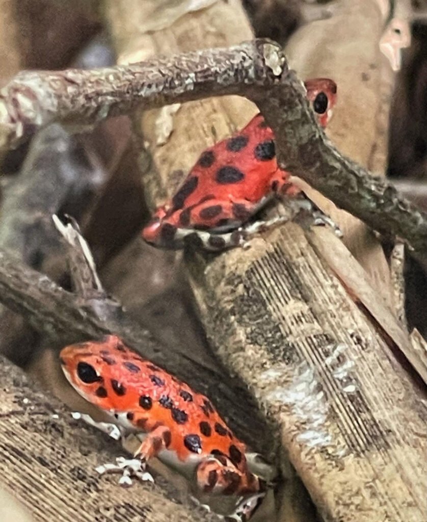 Strawberry poison-dart frog, Bastimentos, Bocas del Toro 