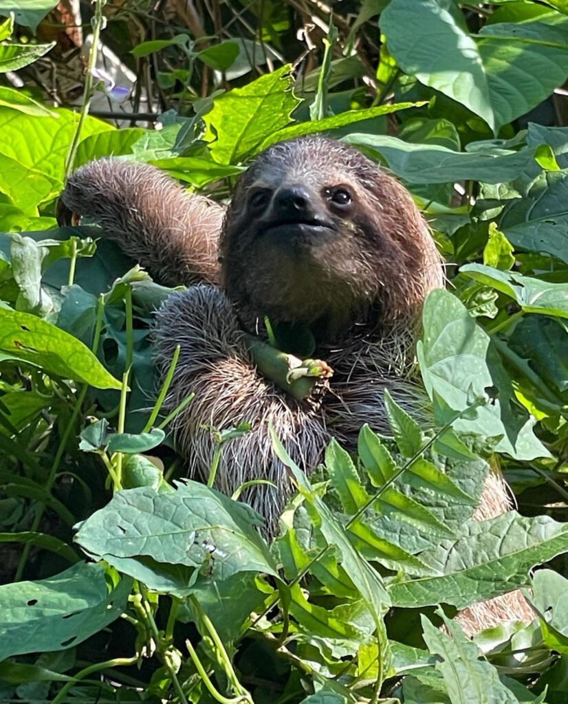 Three-toed sloth, Bocas del Toro