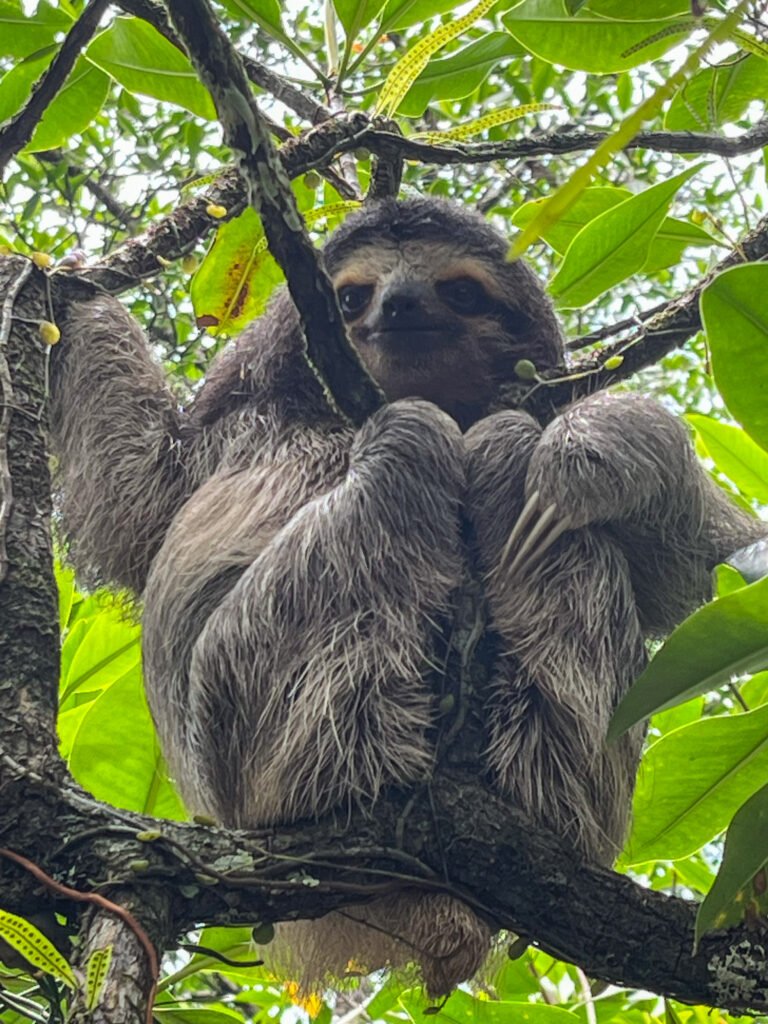 Endemic species: pygmy three-toed sloth is only found here on Escudo de Veraguas