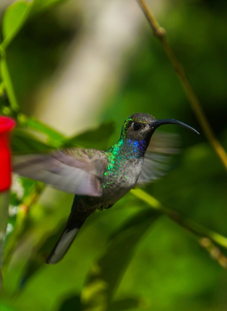 hummingbird in Panama