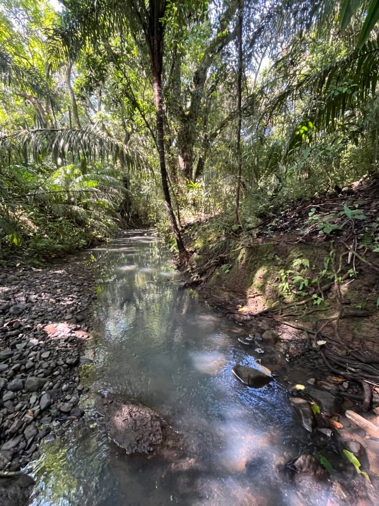 El Buho de Anteojos, Panama