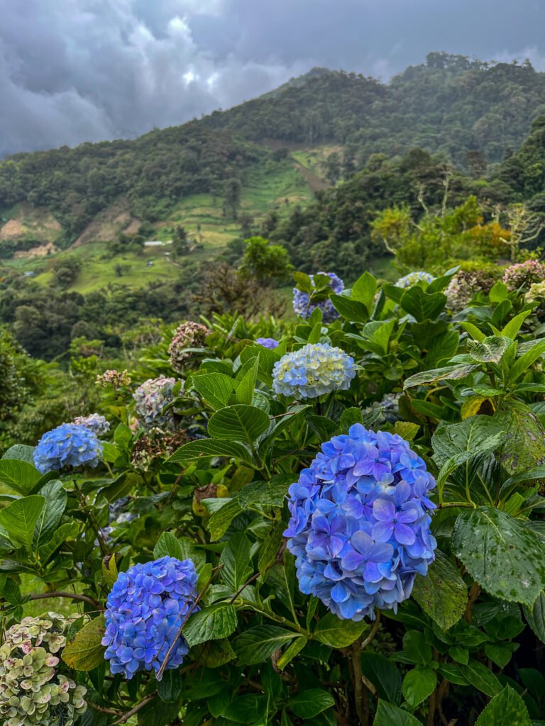 Hydrangeas on Sendero de Las Tres Cascadas