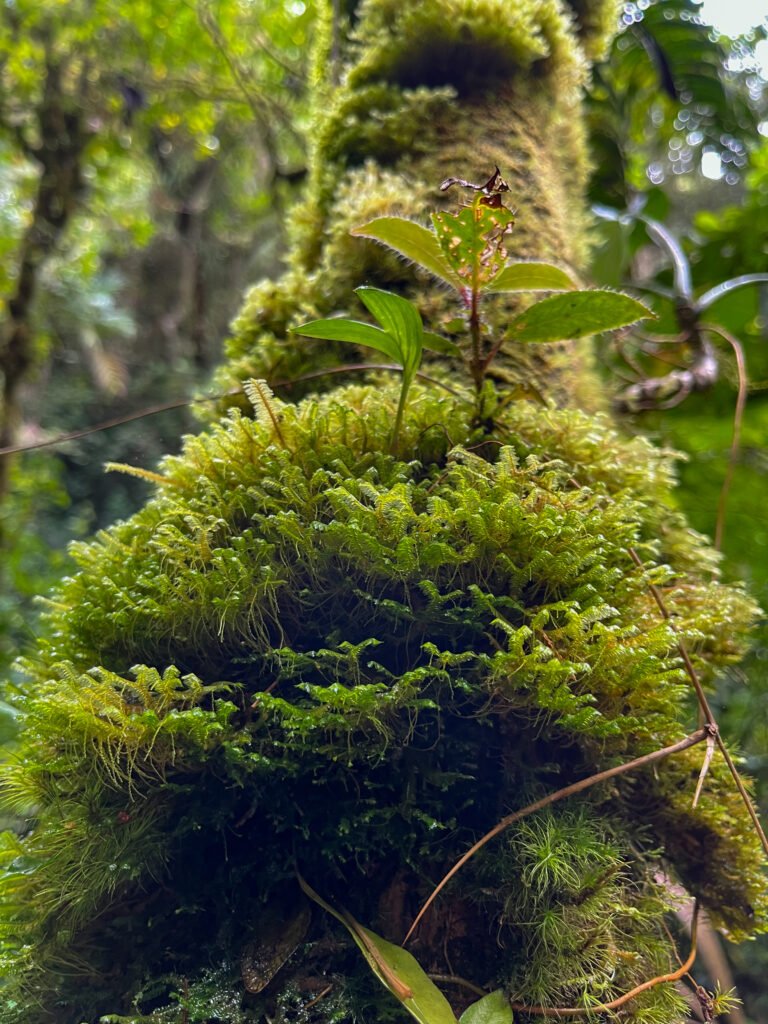 Mossy trees on the Lost Waterfalls hike in Boquete.