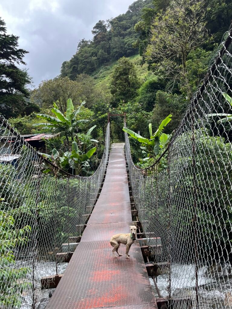 Hanging bridge, Lost Waterfalls hike