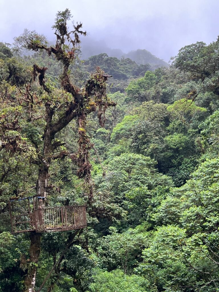 Cloud forest views, Boquete, Panama
