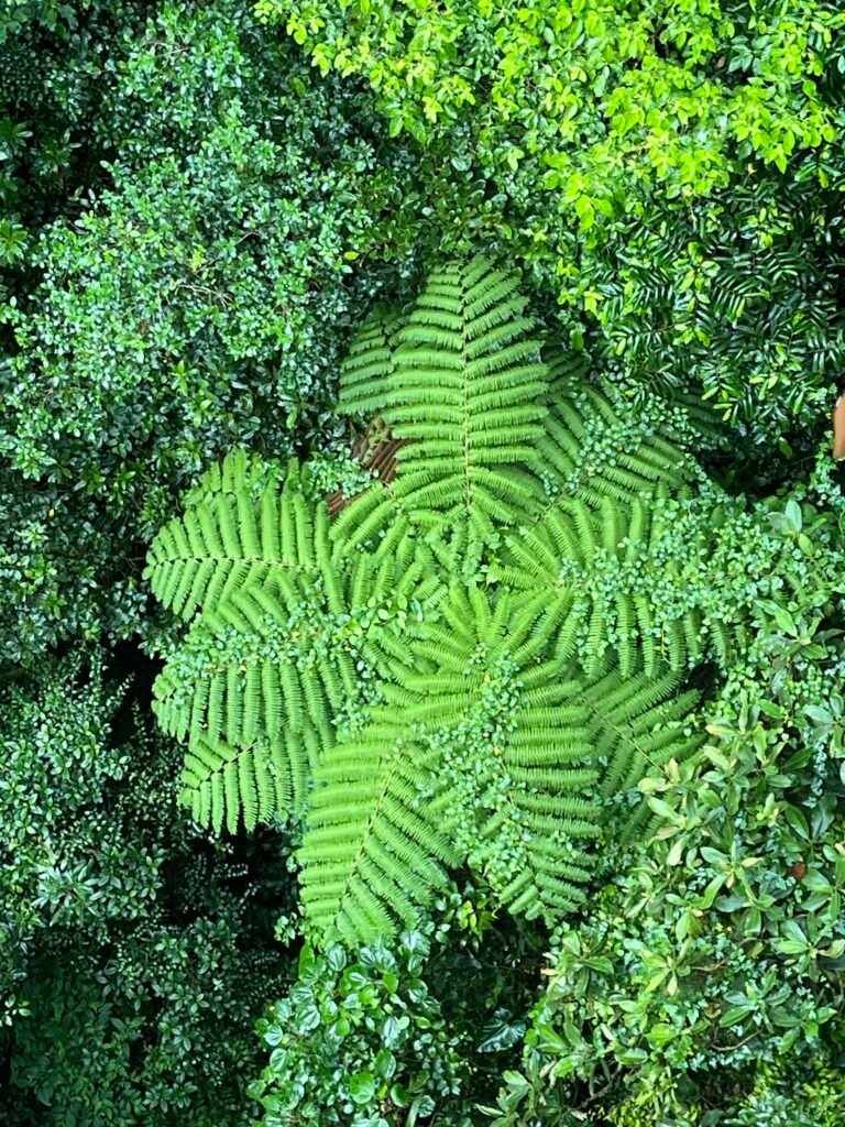 Giant fern, Boquete