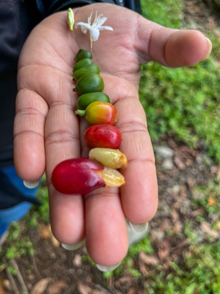 Stages of coffee bean