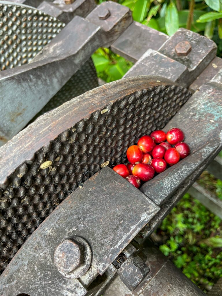 Coffee plantation