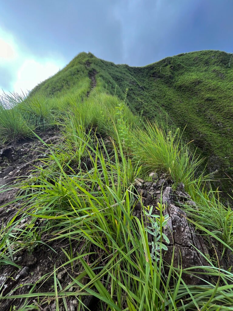 Los Picachos de Ola, Cocle, Panama