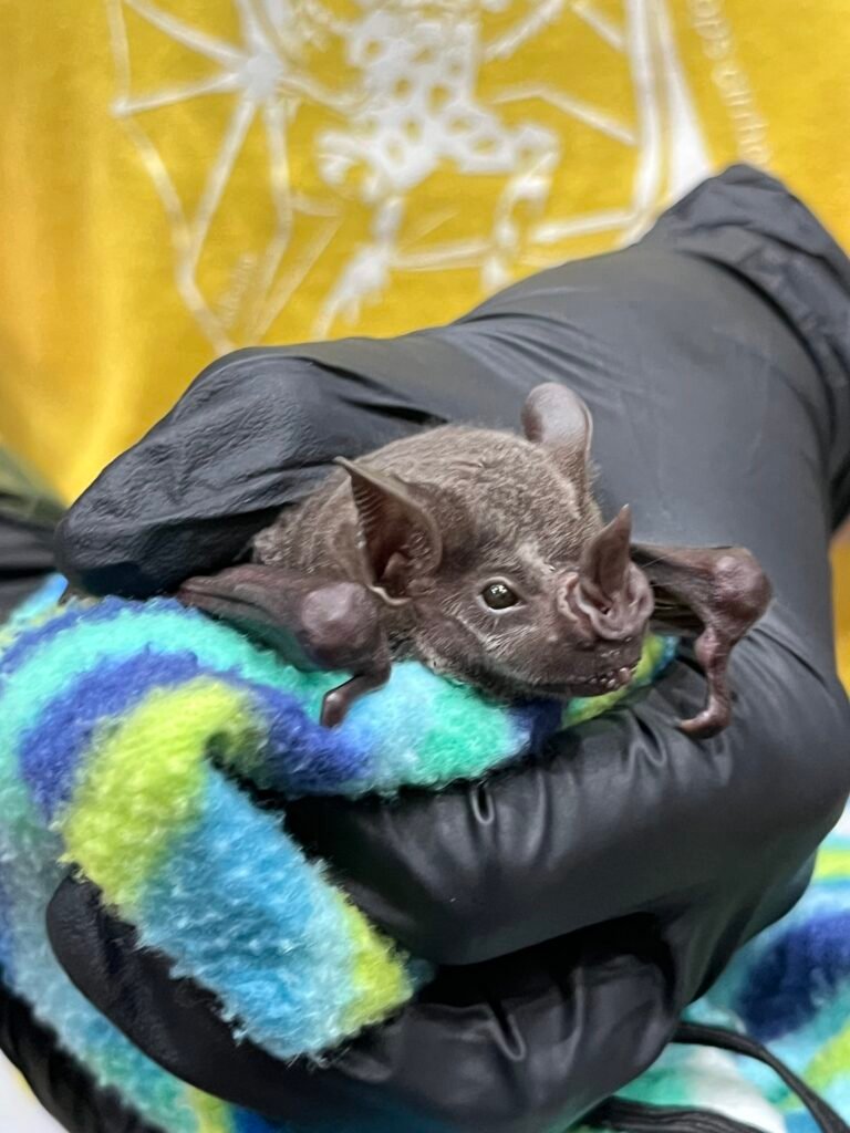 Visitors get an up-close look at one of the many bats living in Panama's jungle