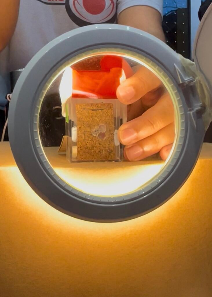 Researcher shows off her studies of the teeniest insects