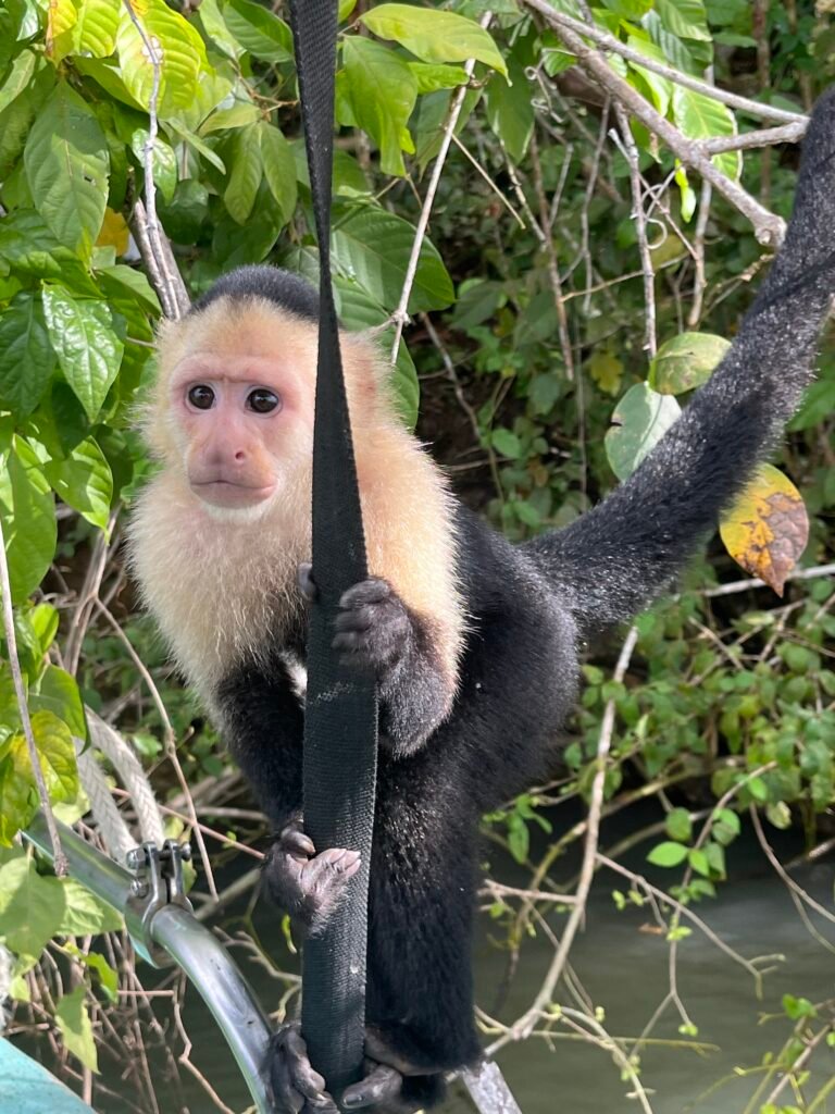 White-faced capuchin boarding our tour boat.