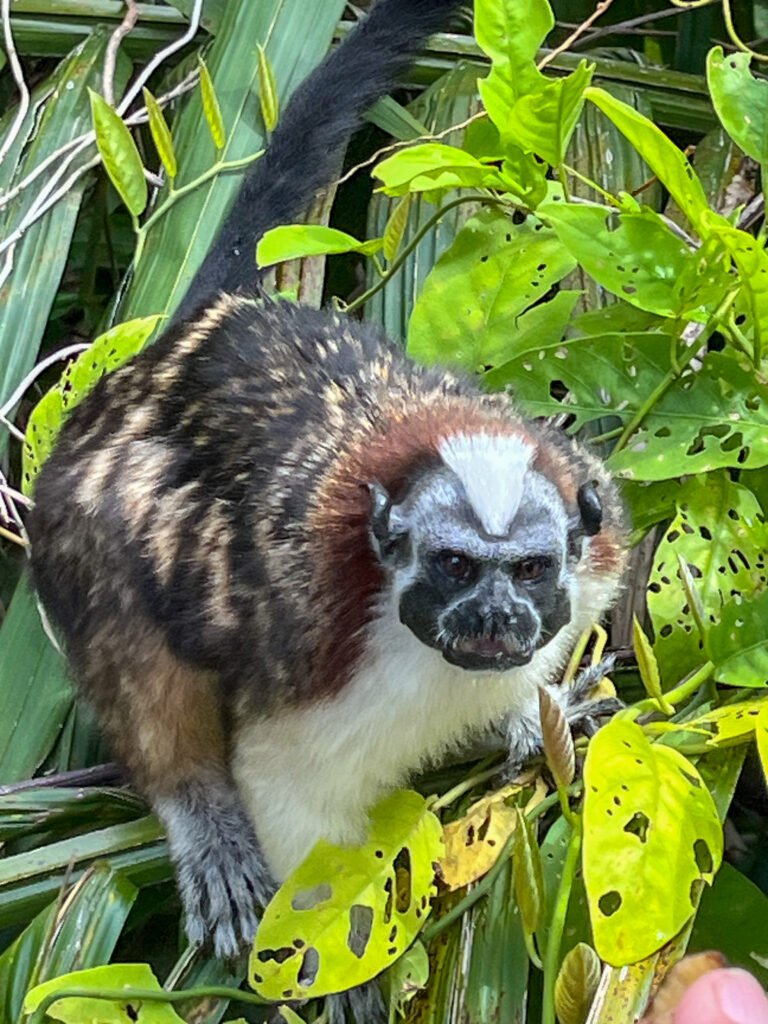 Geoffroy's Tamarin grabbing a snack.