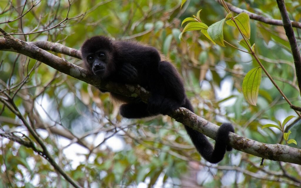 animal, monkey, mammal, species, fauna, wildlife, howler, jungle, nature-6818051.jpg