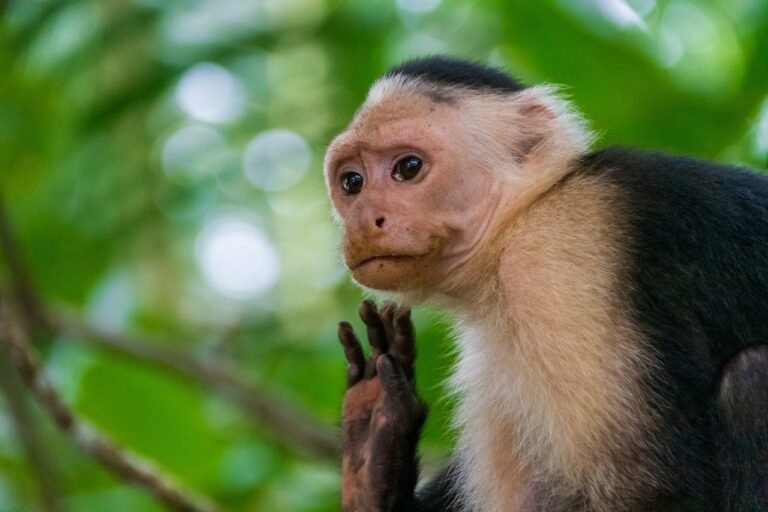 ape, nature, animal, wildlife, mammal, jungle-9493362.jpg