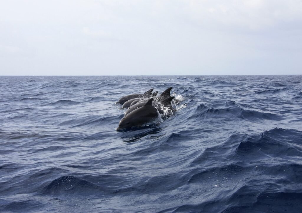 animals, dolphin, sea, water, nature, swimming, waves, marine, species-402288.jpg