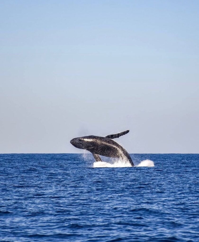 whale, sea, ocean, waves, aquatic, mammal, pacific, fin, marine, diving, animal, nature, the cobanos, sonsonate, el salvador, whale, whale, whale, whale, whale-5982687.jpg