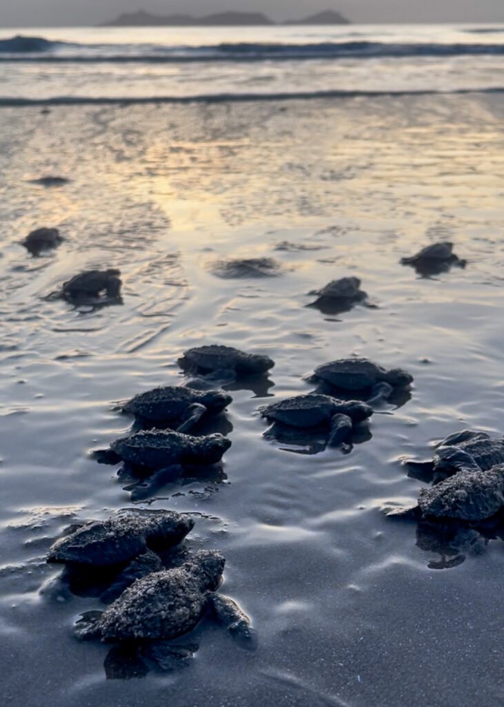 Newborn baby Olive Ridley sea turtle hatchlings make their way to Pacific Ocean for their first swim