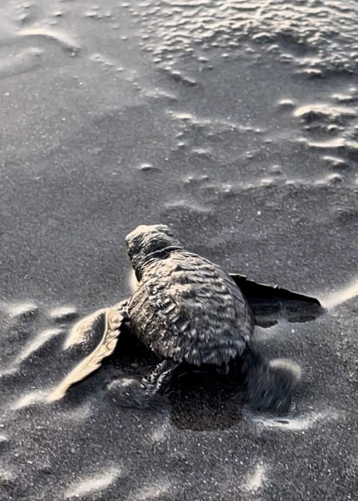 Sea turtle hatchling making its way to the Pacific