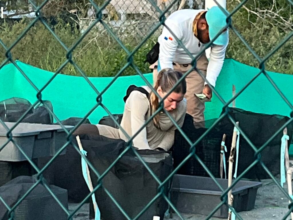 Volunteers collect baby turtles from the nursery on the shores of Punta Chame, Panama.