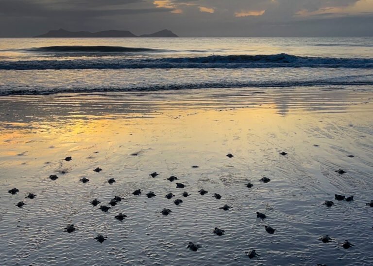 sea turtle hatchlings Panama