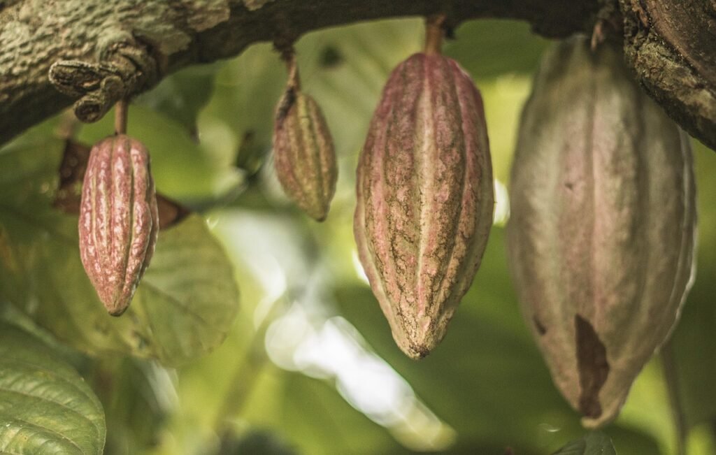 cacao, fruits, food, tree, fresh, cocoa, healthy, ripe, organic, sweet, produce, harvest, nature, cacao, cacao, cacao, cacao, cacao-6554303.jpg