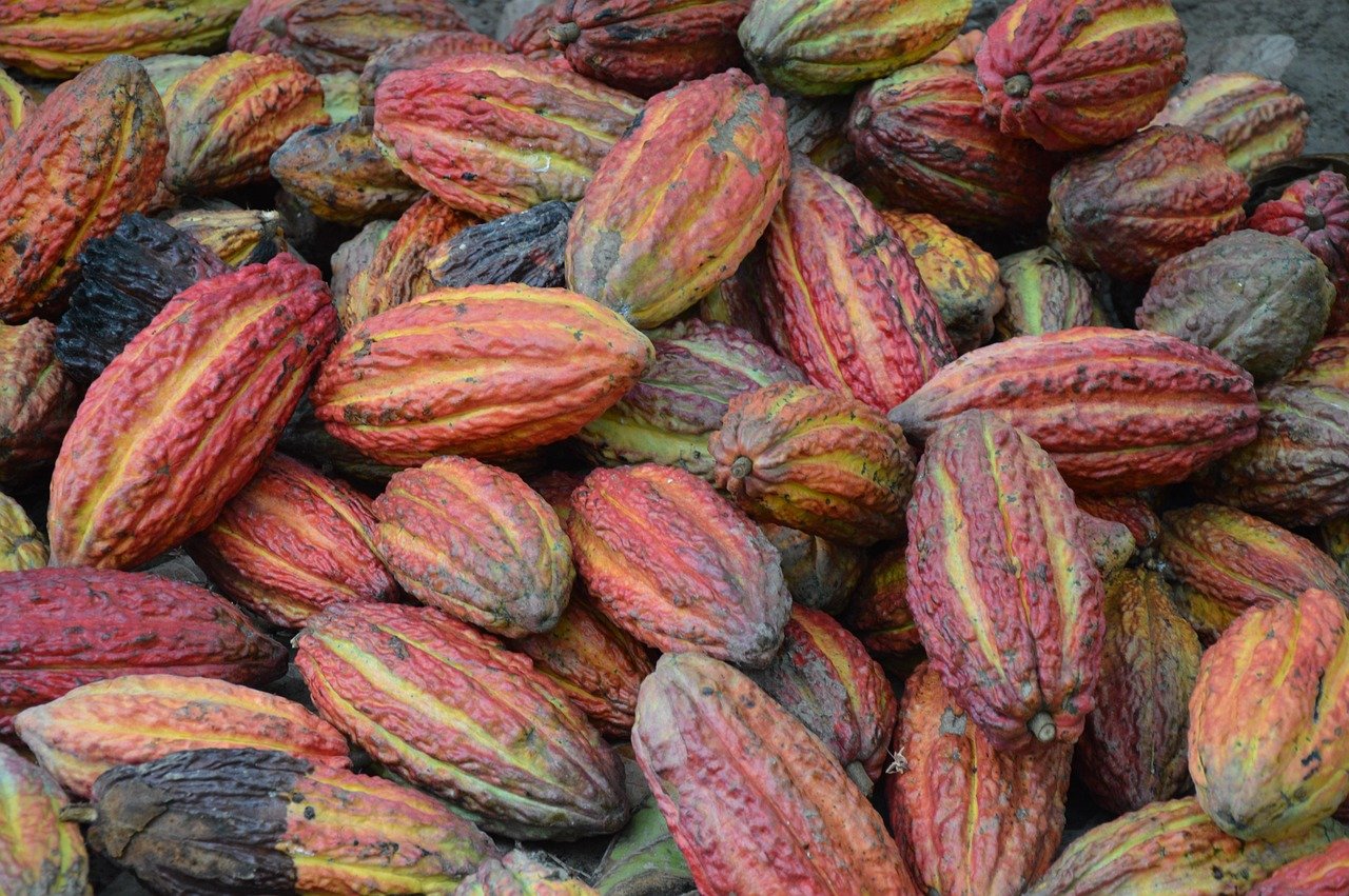 cocoa, cocoa beans, cacao, nature, tropical, plants, exotic, cocoa beans, cacao, cacao, cacao, cacao, cacao-3759829.jpg