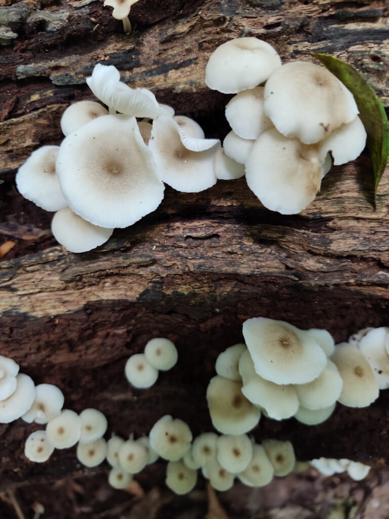 Mushrooms on the STRI trail.