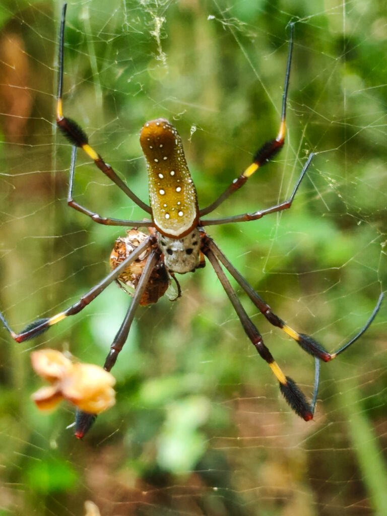 Golden orb spider.