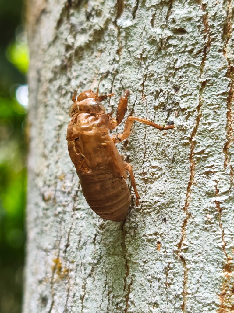Cicada on the STRI trail.