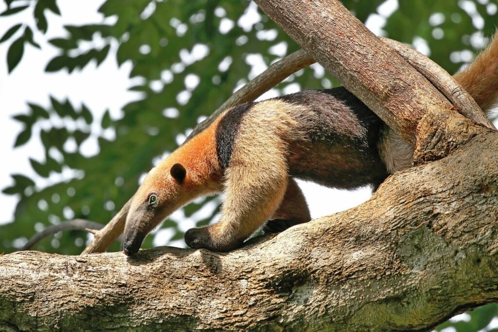 anteater, animal, nature, tropics, rainforest, wildlife, dragon, reptile, jungle, costa rica-4906834.jpg