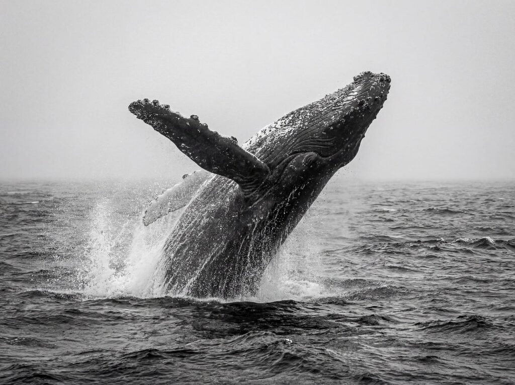 whale, fish, nature, underwater, aquarium, swim, animal, fishing, sea, swimming, blue, ocean, aquatic, water, lake, wet, drop, flow, ai generated-10143540.jpg