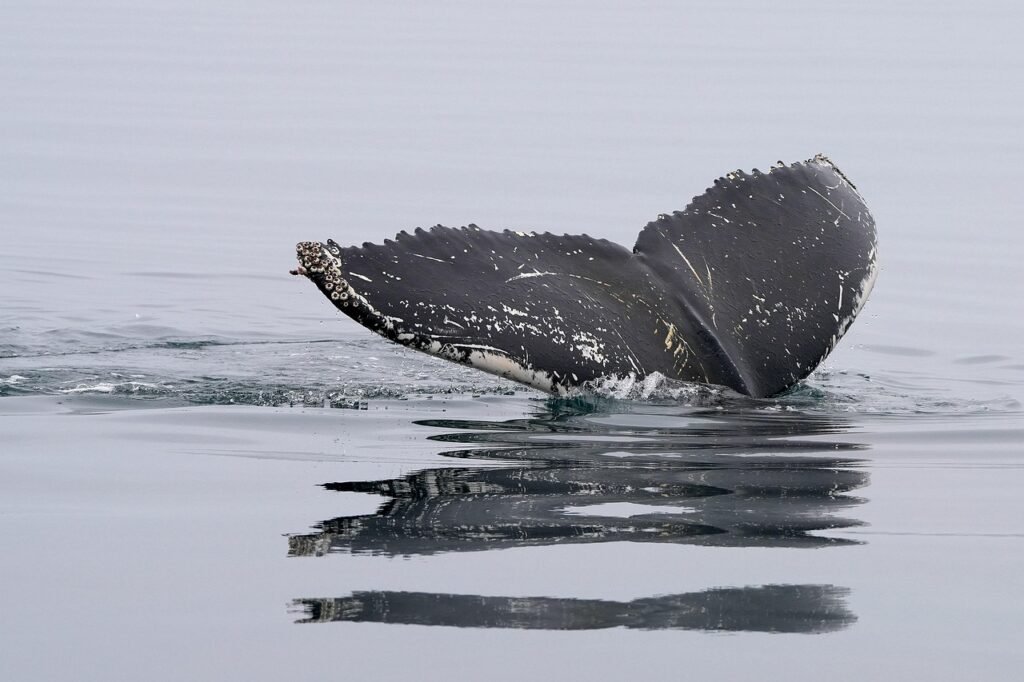 whale, nature, humpback whale, tail fin, ocean, dive, sea-8274339.jpg