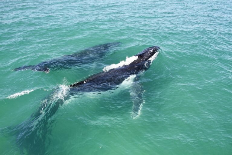 whales, nature, pod, mother and calf, sea, animal, ocean, marine, wildlife, water, mammal, wild, aquatic, humpback, big, large-1951467.jpg